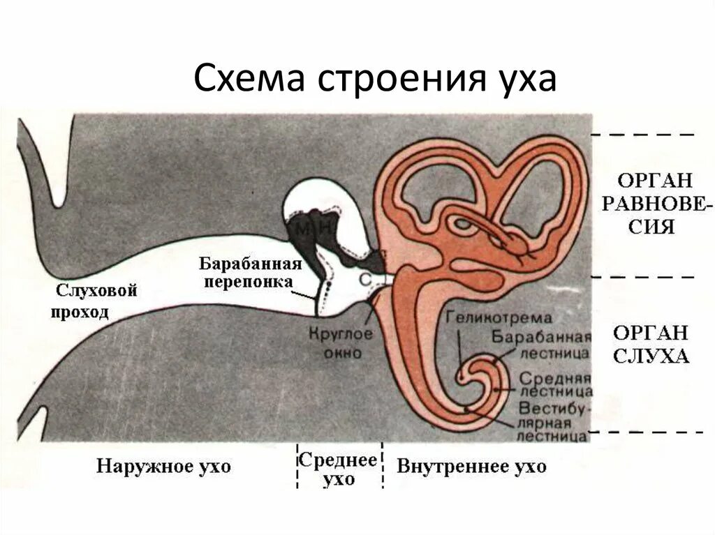 Орган слуха земноводных представлен. Анатомия животных строение слухового анализатора. Строение уха птиц. Строение среднего уха птицы. Пресмыкающиеся строение уха.