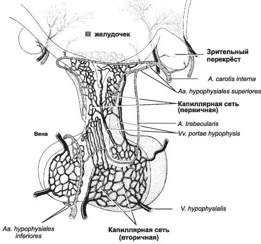 Кровоснабжение гипоталамо-гипофизарной системы. Кровоснабжение гипоталамуса схема. Кровоснабжение гипофиза гистология. Портальная система кровообращения гипофиза.