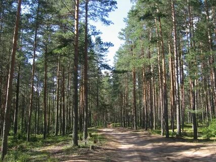 Котово новгородская область