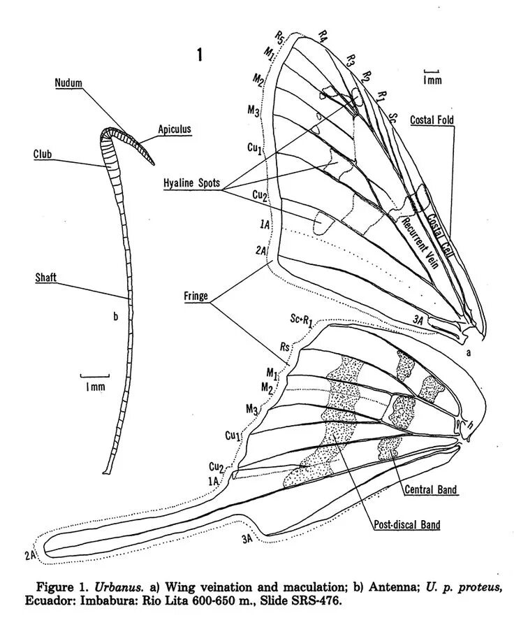 Оборудования для исследования строения крыла бабочки. Строение крыльев бабочки. Внутреннее строение крыла бабочки. Структура крыла бабочки. Крыло мотылька анатомия.