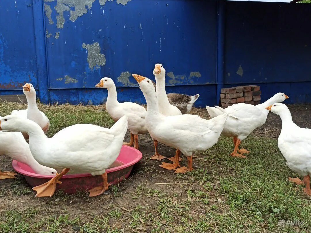 Гуси холмогоры чистопородистые. Гусенок 3 месяца. Сколько сейчас стоит гусь. Гуси куры утки. Сколько сейчас стоит гусь.