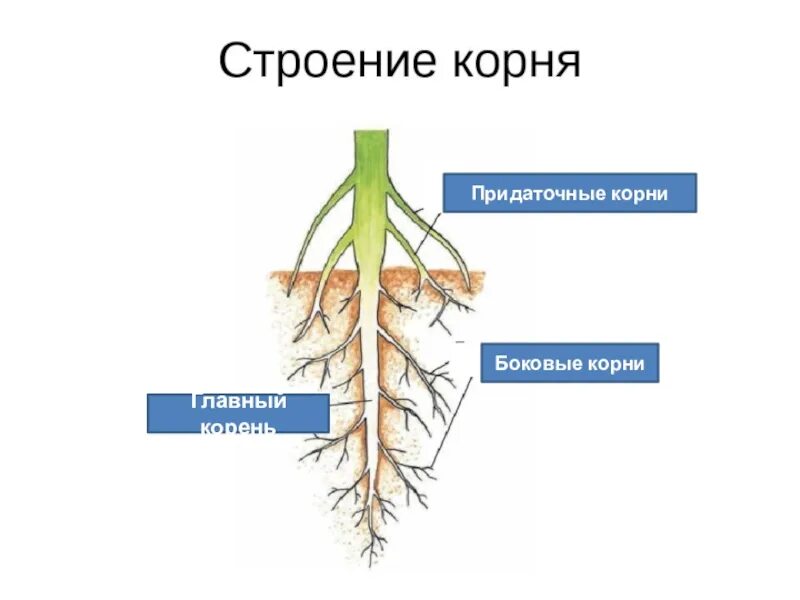 Главный корень боковой корень придаточный корень. Строение корня боковые придаточные. Придаточные корни и боковые корни. Главный корень боковые и придаточные корни.