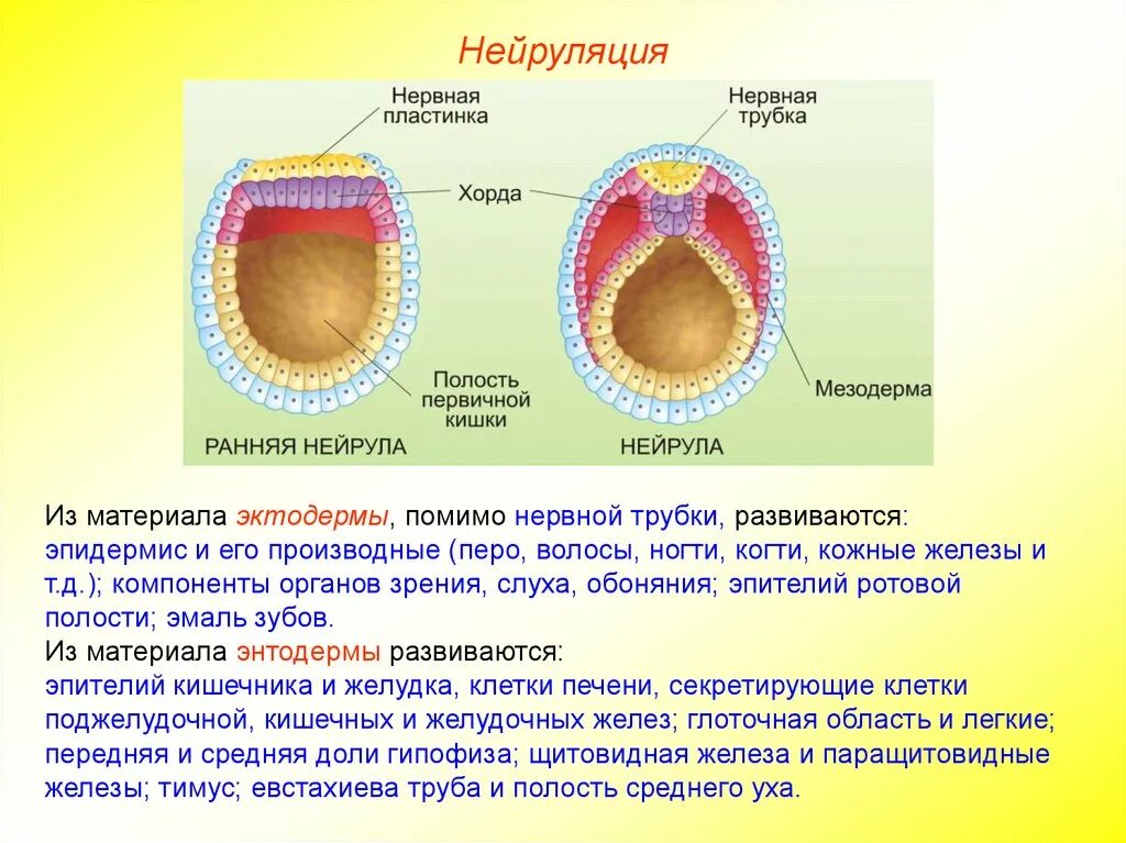 Из энтодермы развиваются эпителии