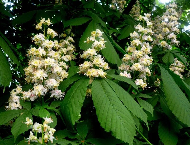 саженцы каштанов. каштан конский обыкновенный "баумани. каштан конский саженцы. каштан конский саженцы. саженцы каштана.