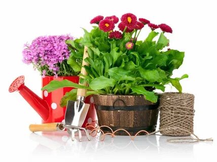 Совместные закупки растений