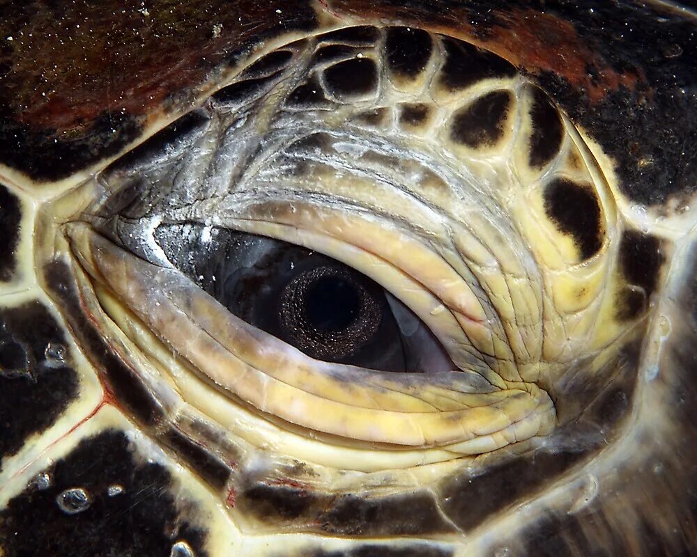 Черепаха закрывает глаза. Глаза черепахи. Черепашьи глаза. Зрачок черепахи. Клюв морской черепахи.