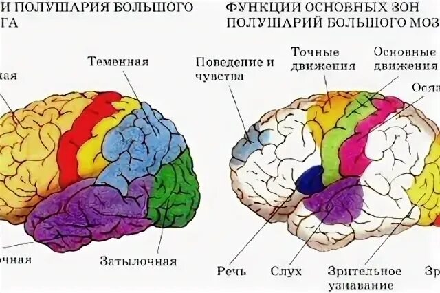 Зоны коры больших полушарий головного мозга. Корковые зоны больших полушарий головного мозга. Функциональные отделы коры головного мозга. Расположение анализаторов в коре больших полушарий. Доли мозга расположение