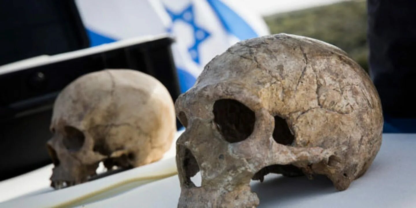 Находки черепов древних людей.