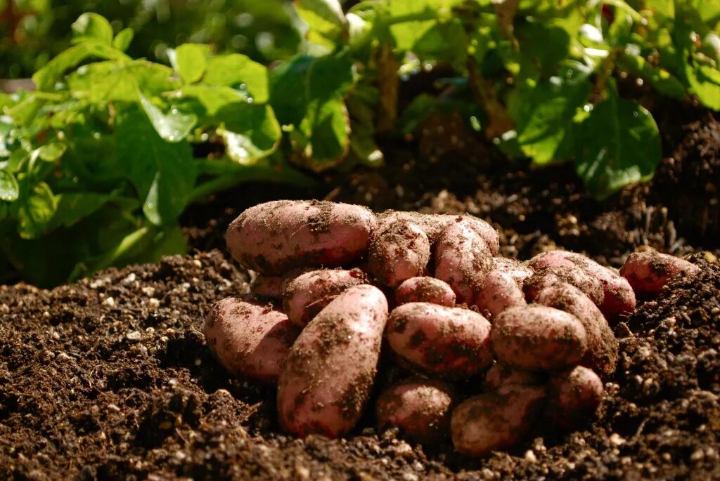 Урожайность картофеля у двух фермеров. Картофель клубненосный. Картофель на грядке. Картошка растет.