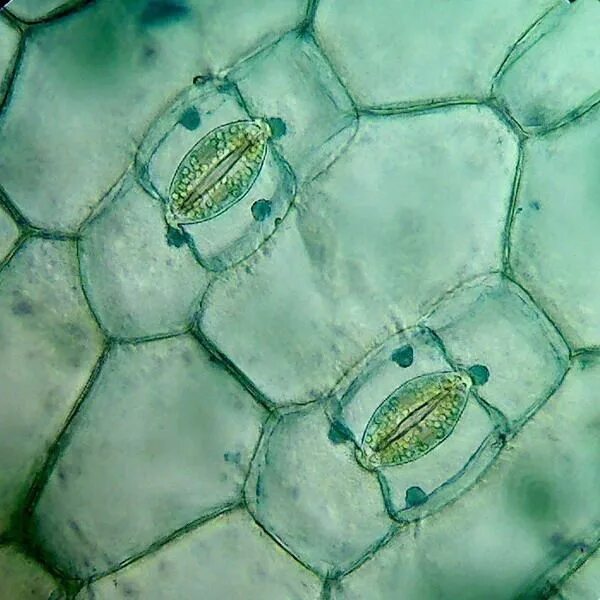 Кожица традесканции под микроскопом. Клетки эпидермиса листа традесканции. Эпидерма листа под микроскопом. Устьица в микроскопе. Эпидермис листа с устьицами.