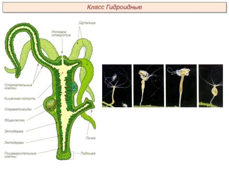 Кишечнополостные размножаются. Кишечнополостные многоклеточные животные. Дыхательная система кишечнополостных таблица 7 класс. Морские кишечнополостные черви. Тест по биологии по теме кишечнополостные.