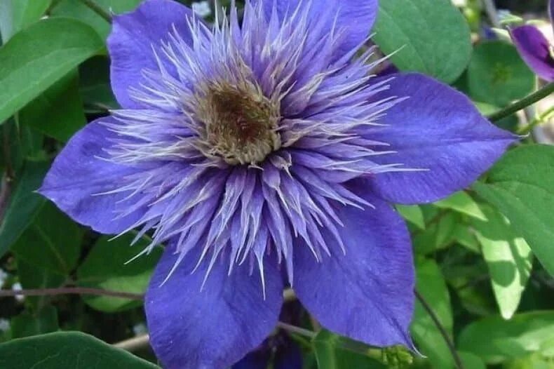Голубой клематис сорт. Клематис мульти блю. клематис multi blue (мульти блю). клематис блю равин. клематис трикатрей.