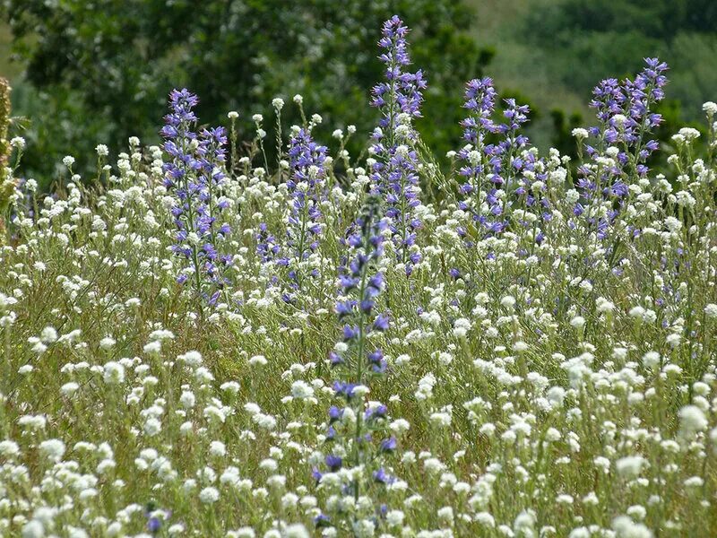 Степное разнотравье. Разнотравье запятых. Разнотравье медоносы. Пижма полевая. Разнотравье запятых.