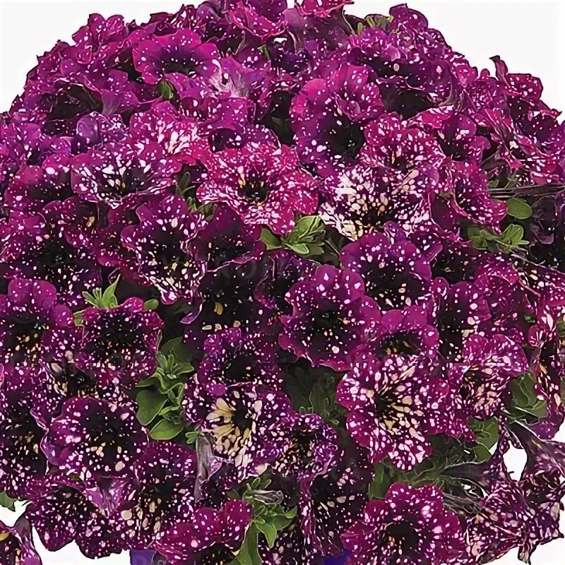 Петуния сплэш дэнс маджента мамбо. Петуния magenta mambo. Петуния splash dance bolero blue. Петуния спарклинг бургунди. Петуния сплеш маджента мамбо.