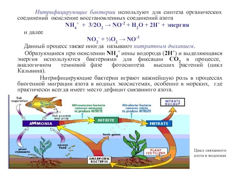 Процесс нитрификации. Nitrosomonas, нитрифицирующие Nitrobacter бактерии. Нитрифицирующие бактерии процессы окисления. Роль нитрифицирующих бактерий в природе. Аммонифицирующие и нитрифицирующие бактерии.