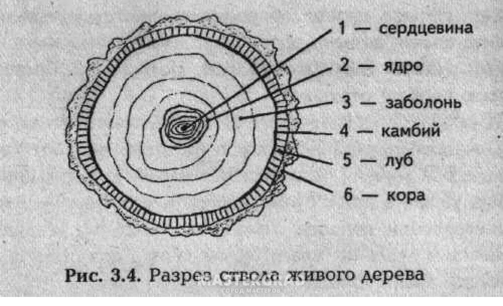 В сердцевине ствола происходит отложение запасных. Строение древесины в поперечном разрезе схема. Разрез дерева рисунок Луб камбий.