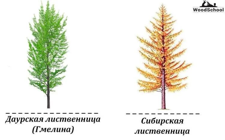 Какой тип питания характерен для лиственницы курильской