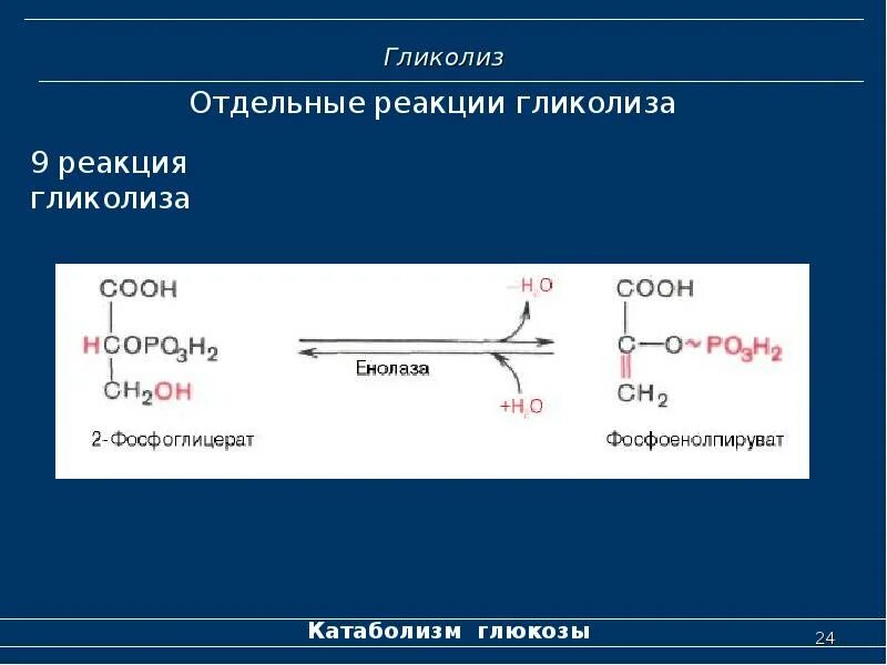 Протекание гликолиза кольцевые днк. Енолаза гликолиз. 11 Реакций гликолиза. 4 Реакция гликолиза. Гликолиз реакция катаболизма.