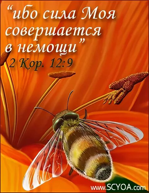 В немощи сила божья. Сила в немощи совершается. Сила божия в немощи совершается. Сила в немощи совершается. Сила в немощи.