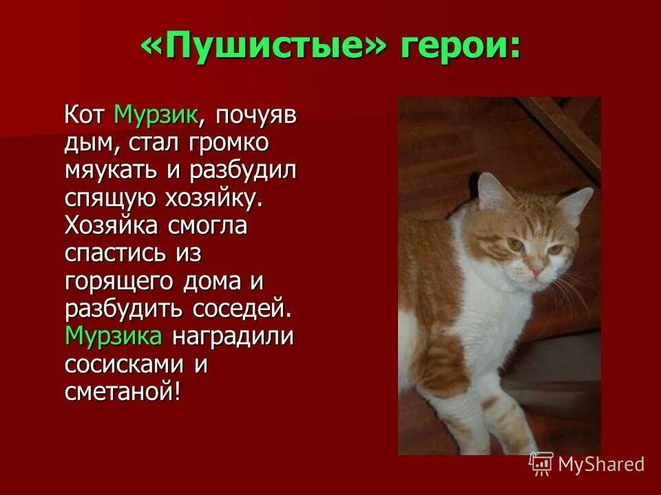 Что значит имя кот. Мужские имена. Как может назвать кошку. Имя мурзик. Что значит имя кот.