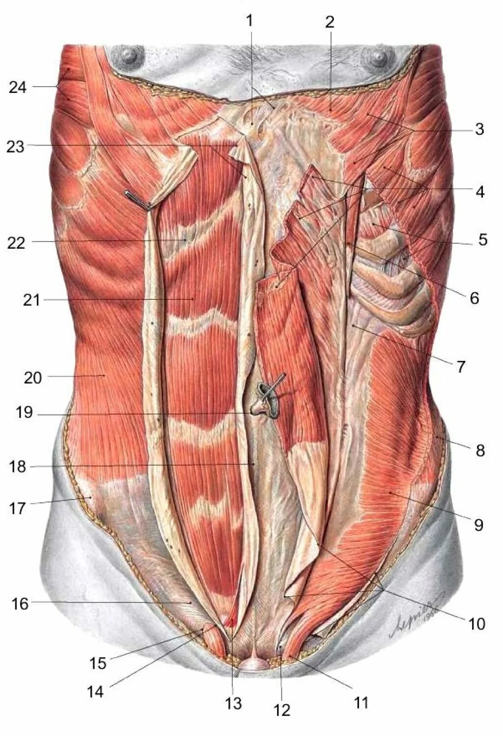 Передняя прямая мышца живота. Атлас Неттера передняя брюшная стенка. Мышцы живота послойно анатомия. Rectus abdominis.