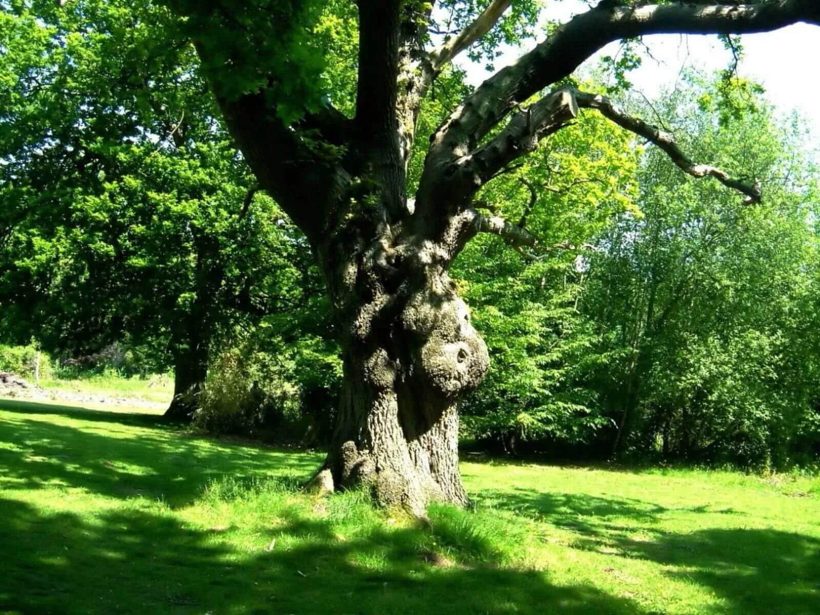 Дуб македонский дерево. Дуб черешчатый (обыкновенный). Дуб боровой. Раскидистая крона дуб. Дуб черешчатый «pectinata».