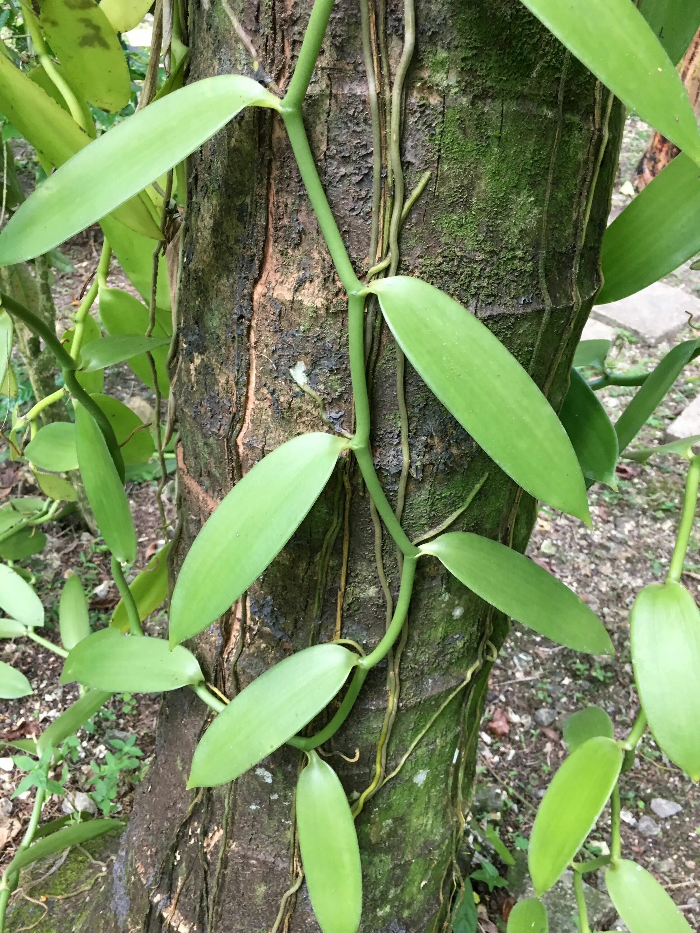 Vanilla plants. Vanilla planifolia. Стефила плосколистная. Ваниль эпифит?. Ваниль плосколистная стебель.