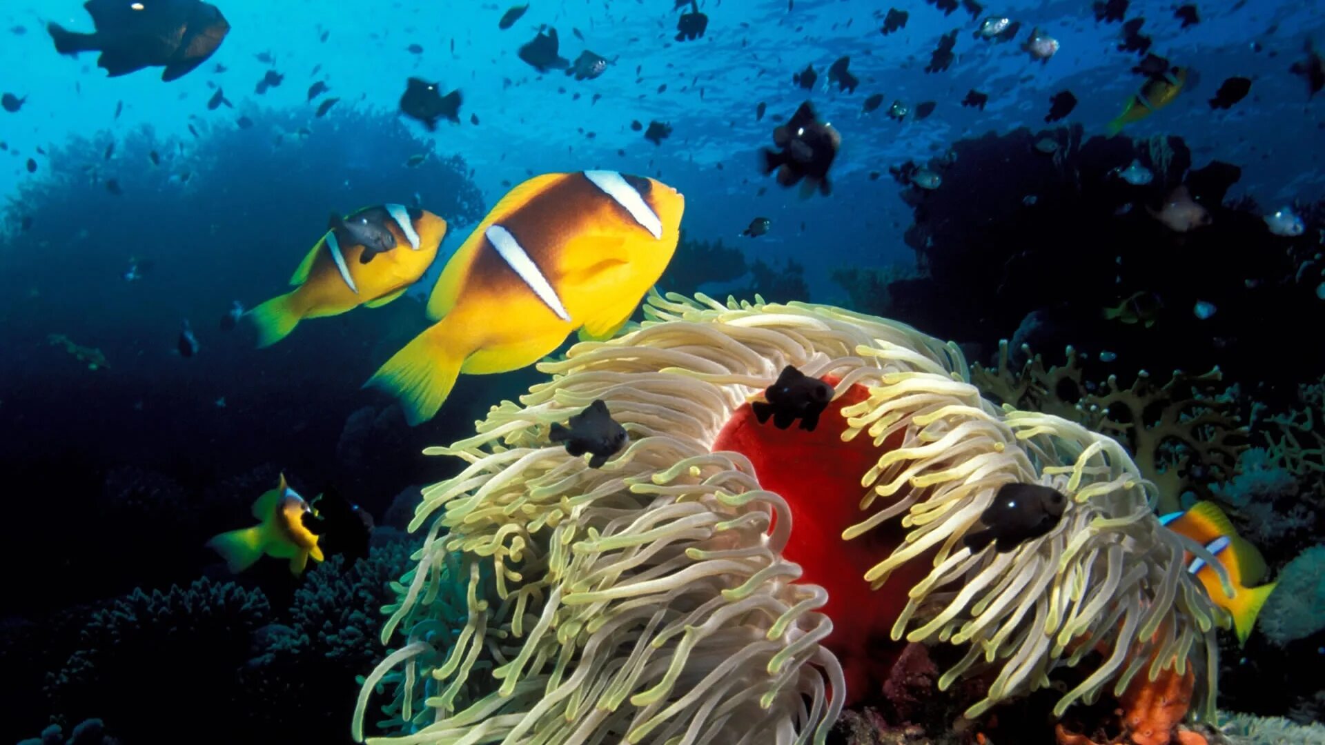 Группа морских организмов обитающих на дне океана. Обитатели морей и океанов. Рыбы в море. Подводный мир. Подводные обитатели океана.
