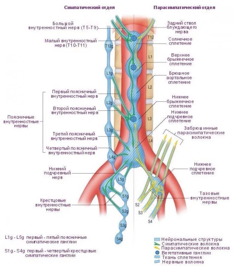 Нервные узлы и нервные стволы. Узлы симпатического ствола анатомия. Грудной отдел симпатического ствола схема. Поясничный и крестцовый отделы симпатического ствола. Симпатический ствол анатомия схема.