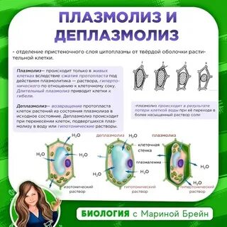 Деплазмолиз