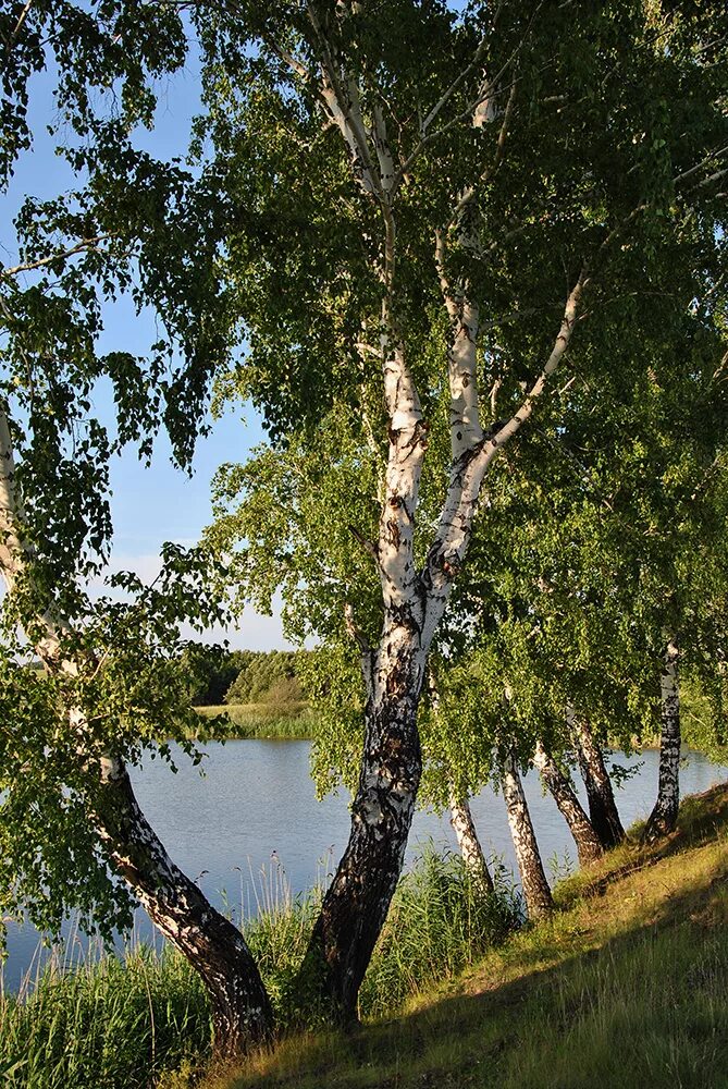 Волга река Березка. Березки Клязьма. Березы у Волги Волгоград. Береза в Окунево. День березы картинки