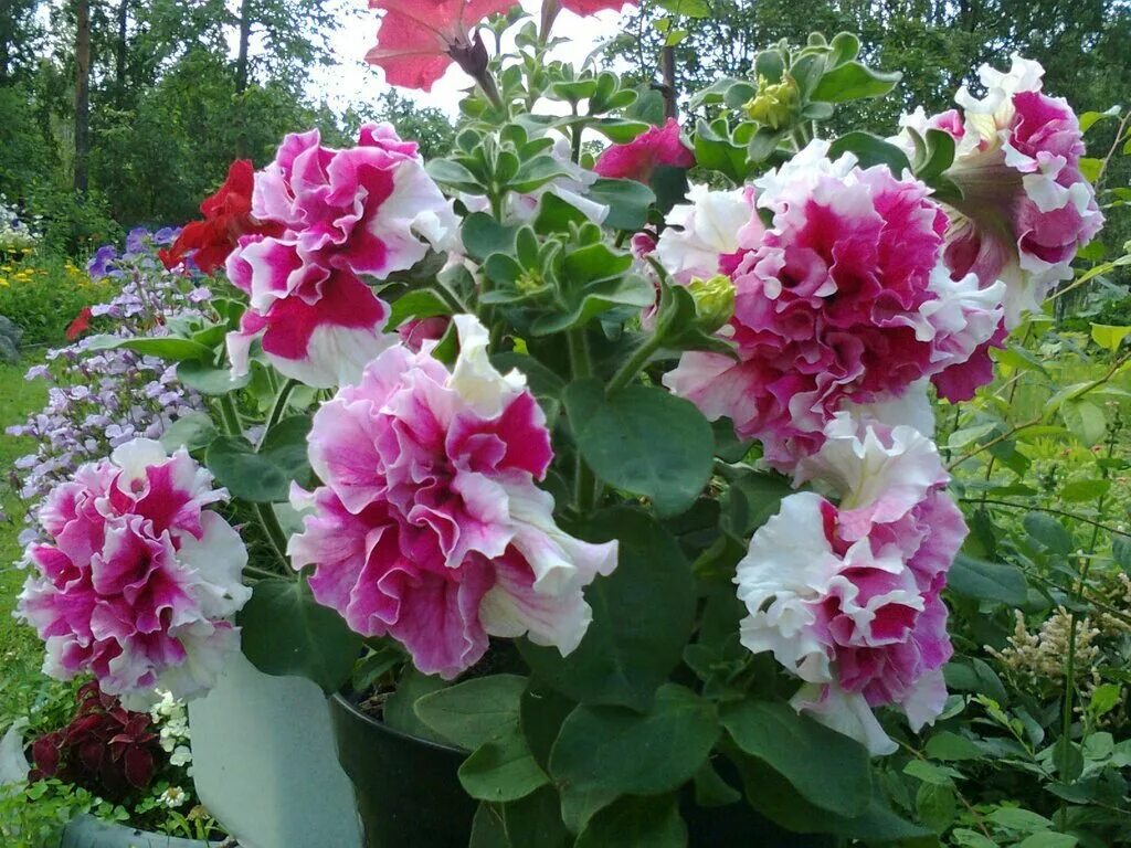 Пируэт парпл f1 петуния. Петуния махровая пируэт парпл. Пируэт парпл f1 петуния махровая. Петуния махровая пируэт. Петуния махровая пируэт парпл.