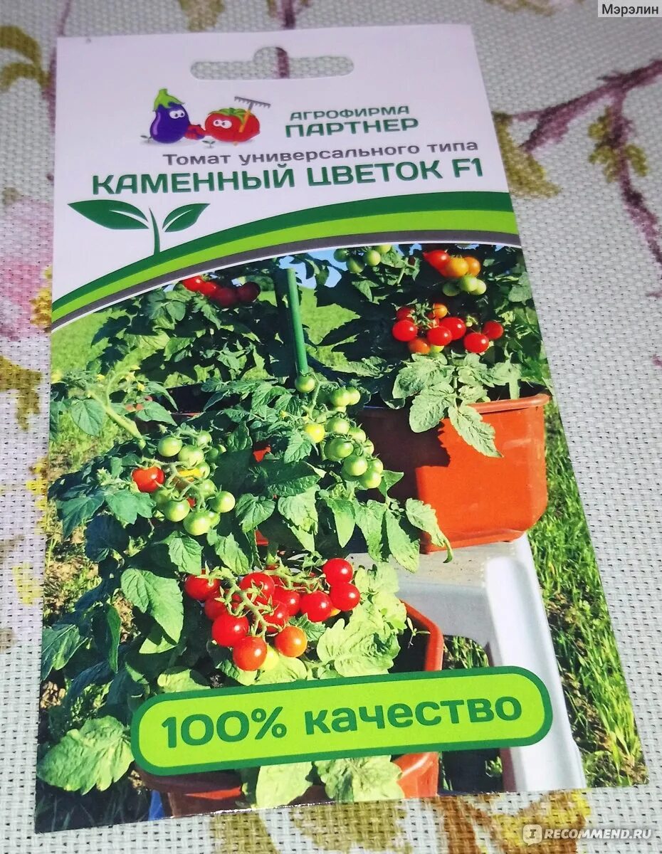 Томат каменный цветок отзывы. Томат каменный цветок отзывы