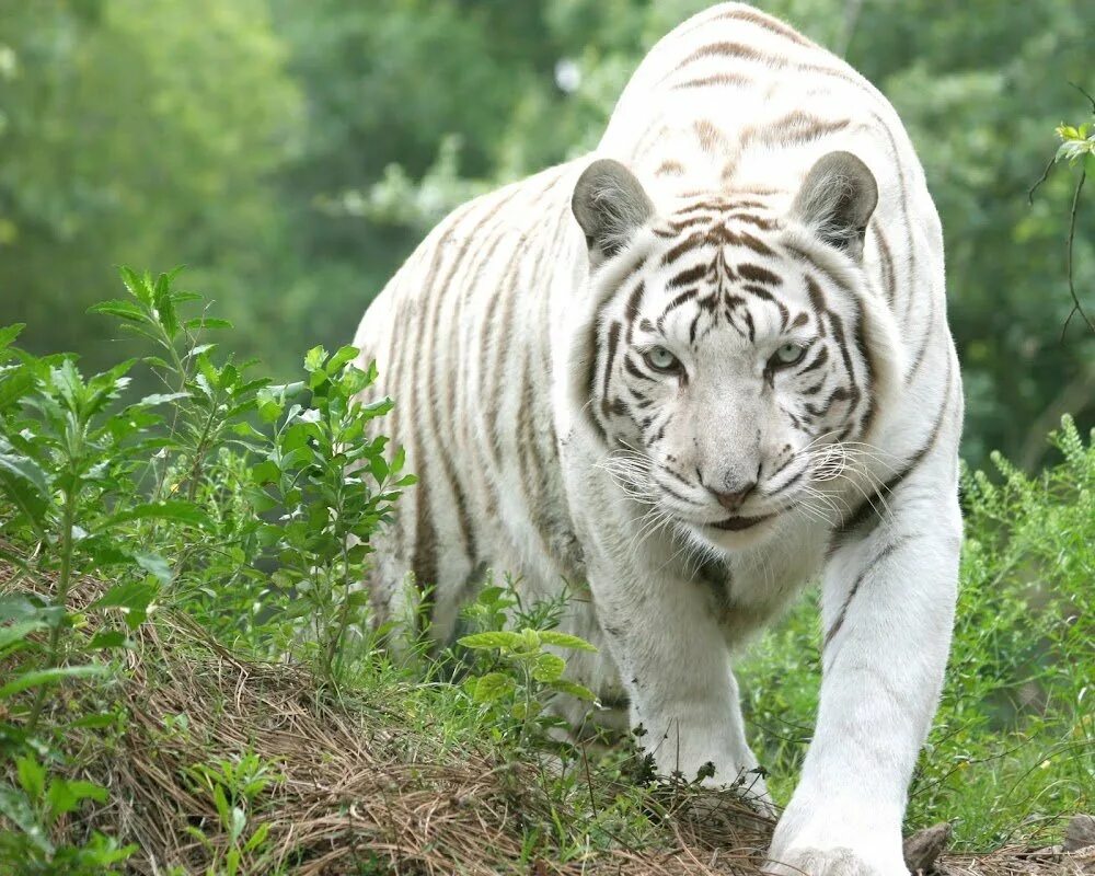 белый тигр на английском. амурский тигр альбинос. бенгальский тигр 1959. белый тигр на английском. бенгальский тигр лежит.