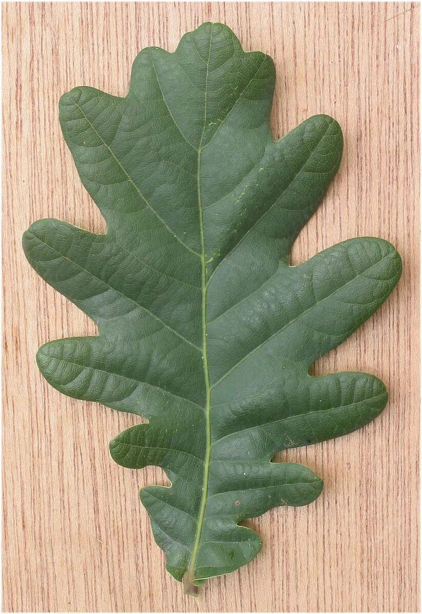 File:Zomereik blad Quercus robur.jpg - Wikipedia
