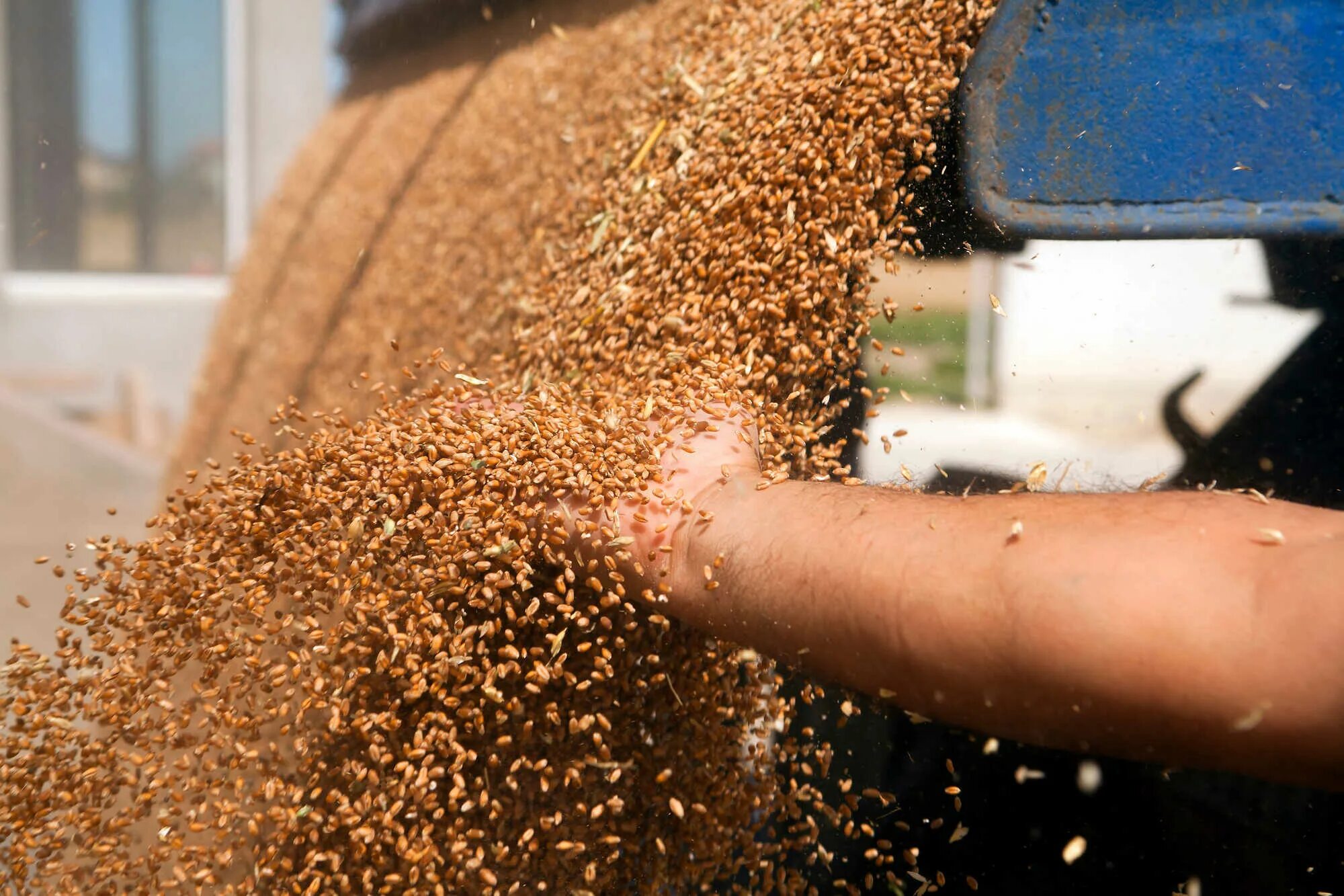 Зерно после очистки. Зерно сыпется. Пшеница обработанная. Зерно высыпают. Экспорт пшеницы.