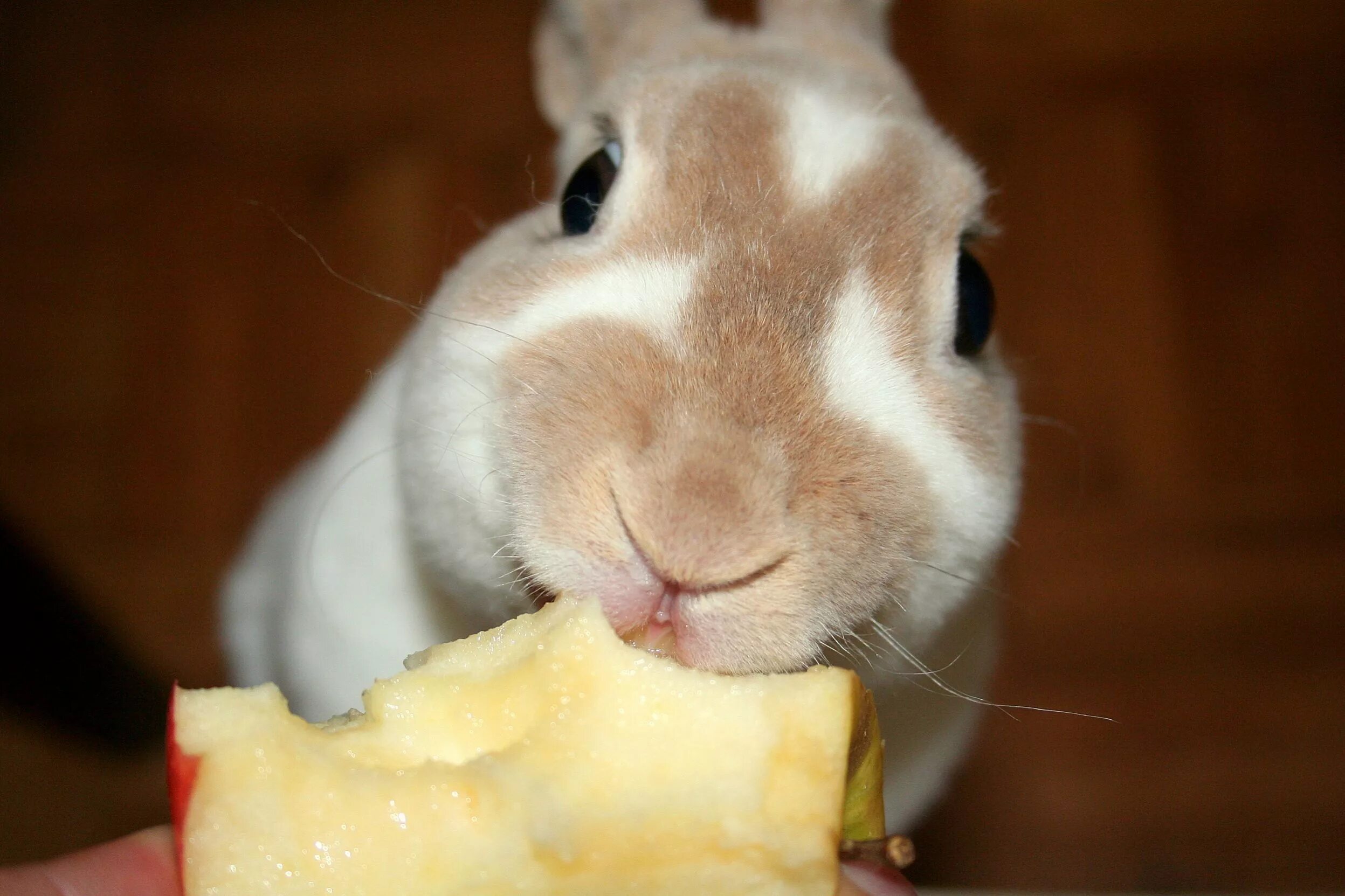 Кролик кушает. Кролик завтракает. Зайчик кушает. Кролик жует. Можно ли кролику кушать