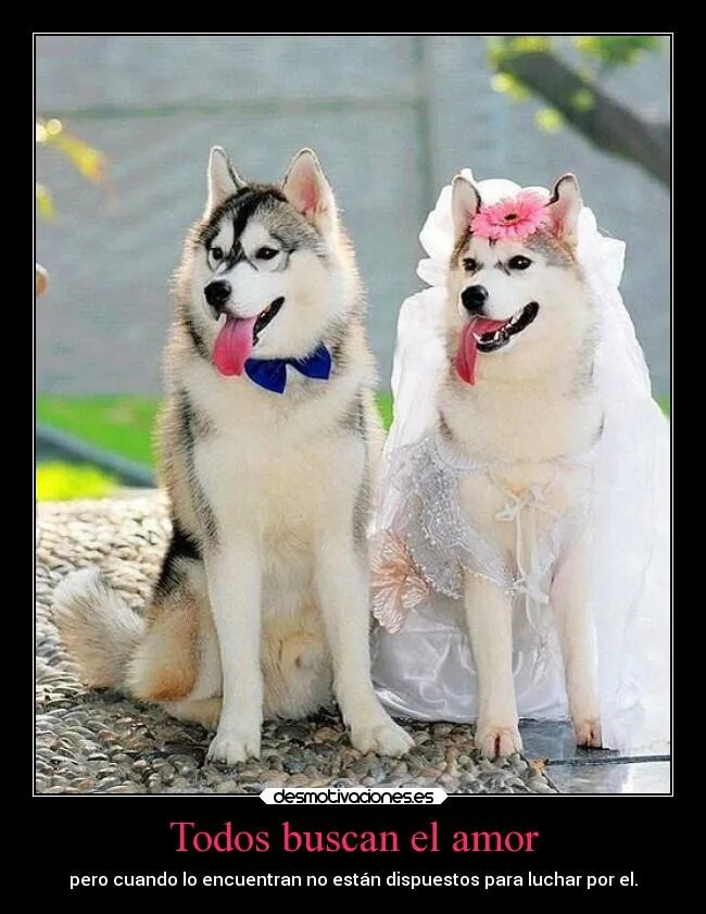 Швейцарская овчарка длинношерстная. Собачье имена для мальчиков для щенков. Собачки обнимаются. Имена для собак девочек. Граф шутц хунд.