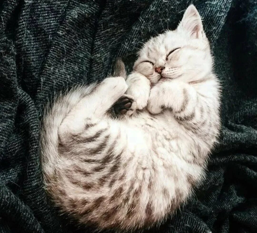 Спящие котики. Спящий котенок. Милые спящие котики. Милый спящий кот. Пушистый спящий котенок
