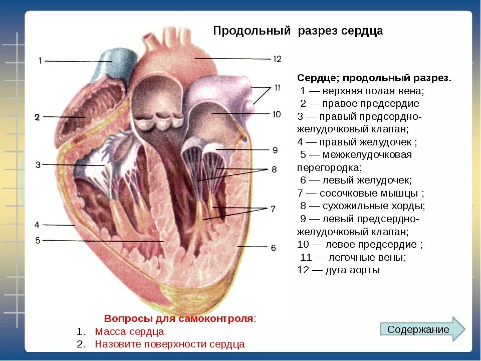 Срез сердца человека. Строение сердца внутри клапаны. Строение сердца продольный разрез. Схема строения сердца продольный разрез. Строение сердца сосочковые мышцы.