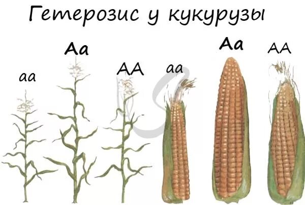 Гетерозис кукурузы. Гетерозис растений у кукурузы. Гетерозис в селекции кукурузы.. Гетерозис кукурузы аутбридинг.