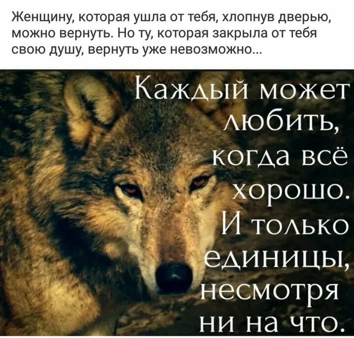 Человек человеку волк выражение. Цитаты с волком жизненные. волки высказывания мудрые. мудрые цитаты волка. волк умные цитаты.