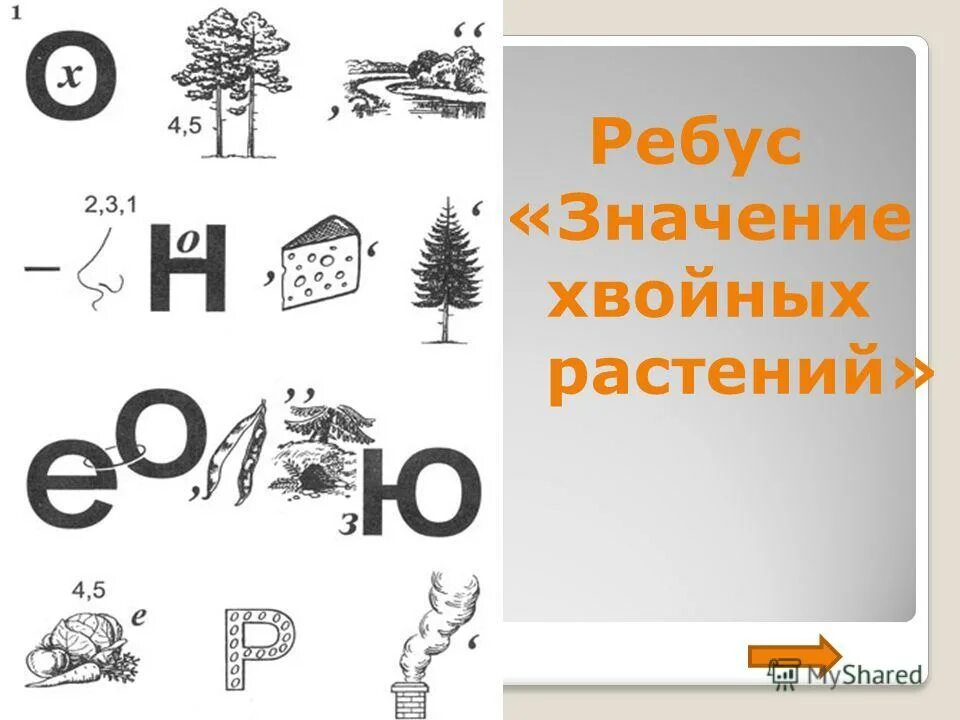 Кроссворд биология тема:голосеменные растения. Вопросы по теме голосеменные растения. Вопрос про голосеменные. Кроссворд значение хвойных растений. Кроссворд на тему хвойные.