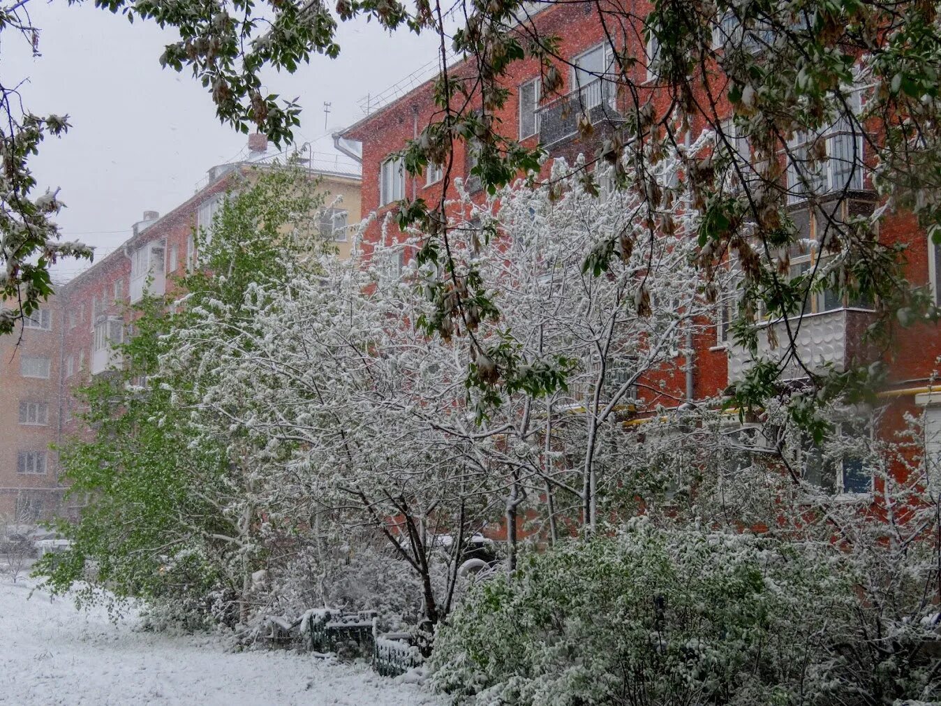 Толстого 1 снег. Первый снег Кемерово. Снег в мае. Снег летом. Снегопад летом.