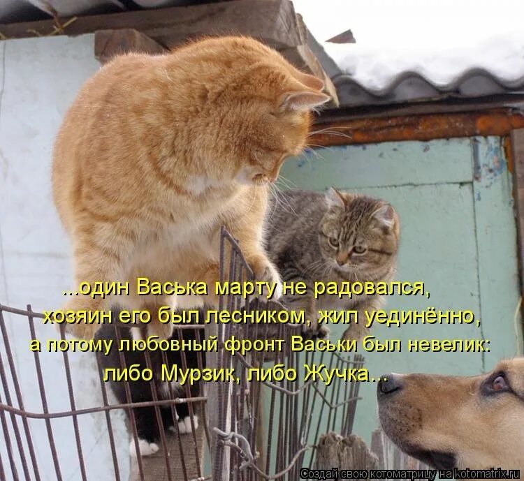 Как вас зовут авас анекдот. Кот васька приколы. Смешные мартовские коты. Смешные котята с надписями. Анекдоты про васька.