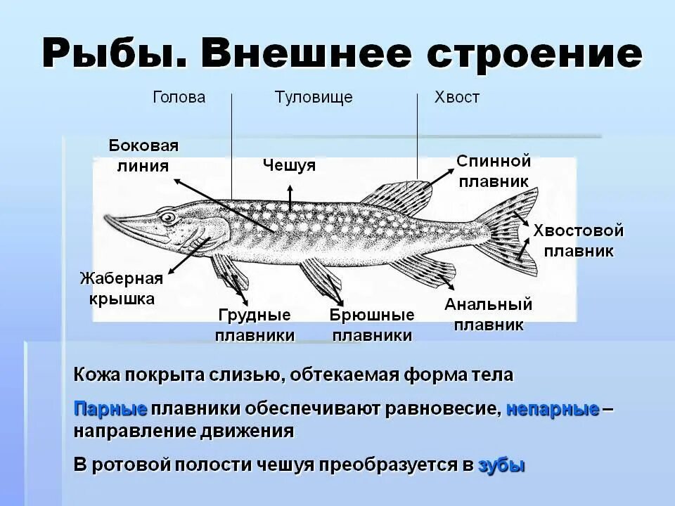 Класс рыбы плавники. Внешний вид щуки схема. Схема строения щуки. Внешнее строение щуки. Отделы тела щуки обыкновенной.