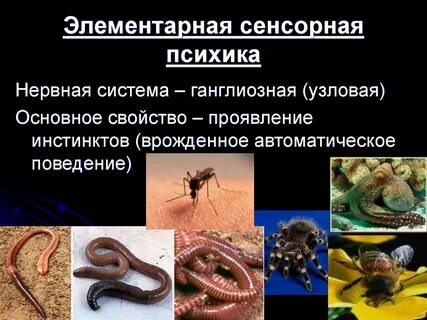 Сенсорная психика