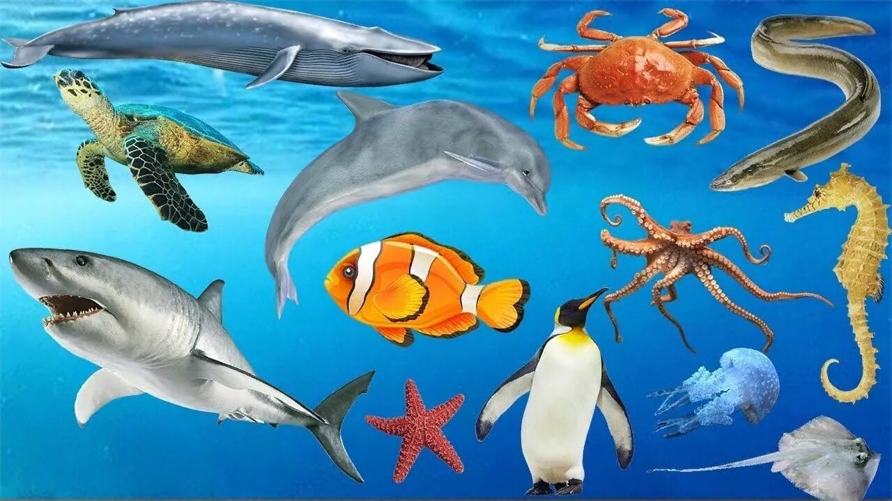 Рыбы обитатели среды. Морские обитатели. Обитатели морей и океанов. Подводные обитатели. Морские и Океанические обитатели.