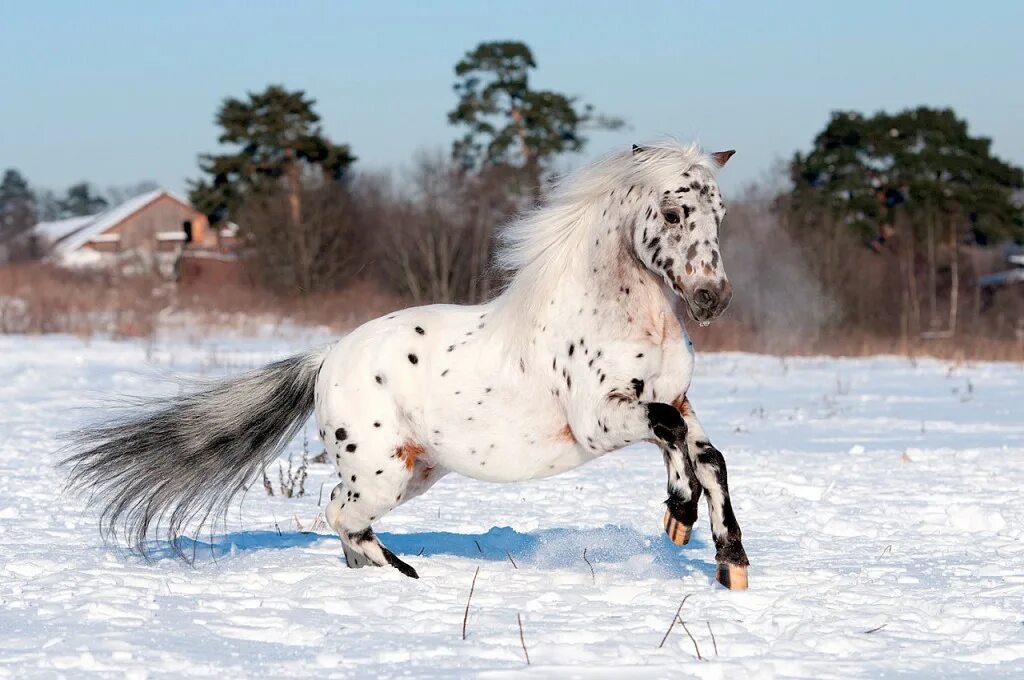 Пестрая зима. Аппалуза чубарая. Чубарая лошадь Аппалуза. Аппалуза чубарая порода лошадей. Аппалуза масть чубарая.