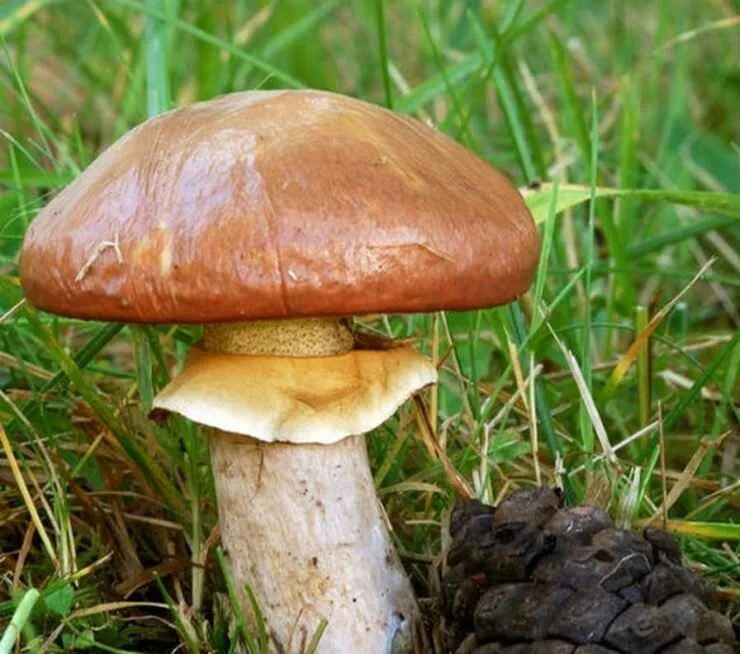 Гриб Suillus luteus. Маслёнок обыкновенный. Грибы маслята. Масленок обыкновенный поздний. Есть гриб масленок